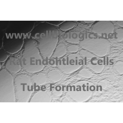 Rat Primary Small Intestinal Microvascular Endothelial Cells